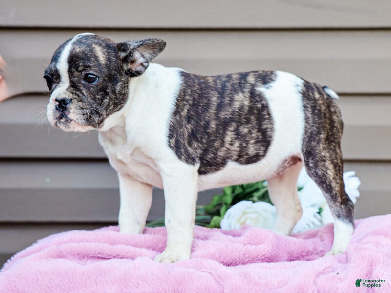 French Bulldog dogs Key Lemon - Ad 2