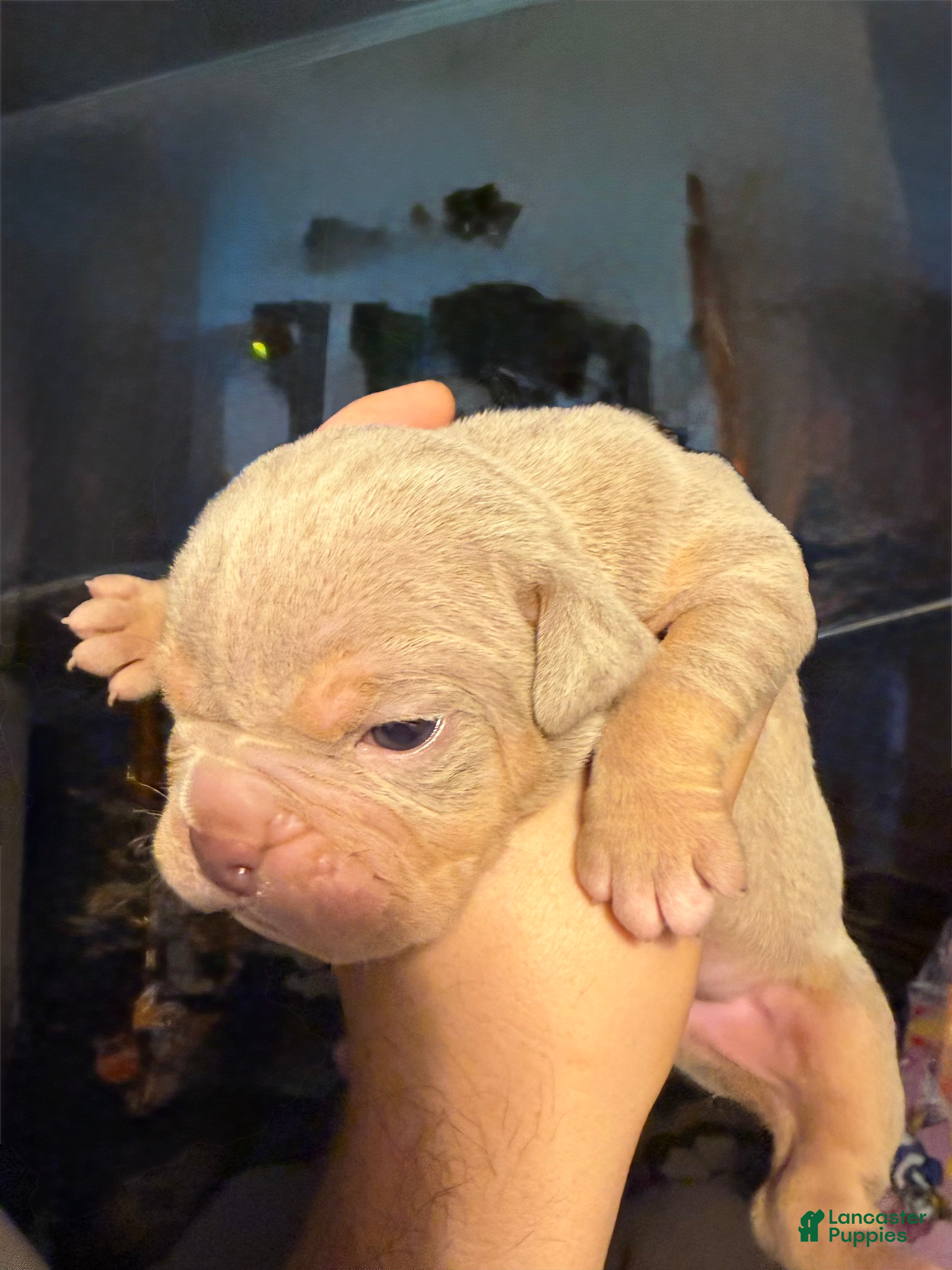 Olde English Bulldogge dogs Lilac tri male  - Ad 1