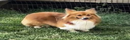 Welsh Corgi Pembroke dogs for sale: Welsh Corgi Pembroke Female 1 - Ad 6