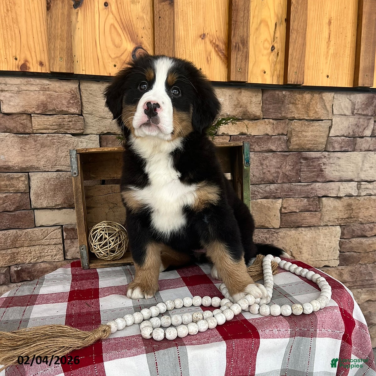 Bernese Mountain Dog dogs Jodie  - Ad 2