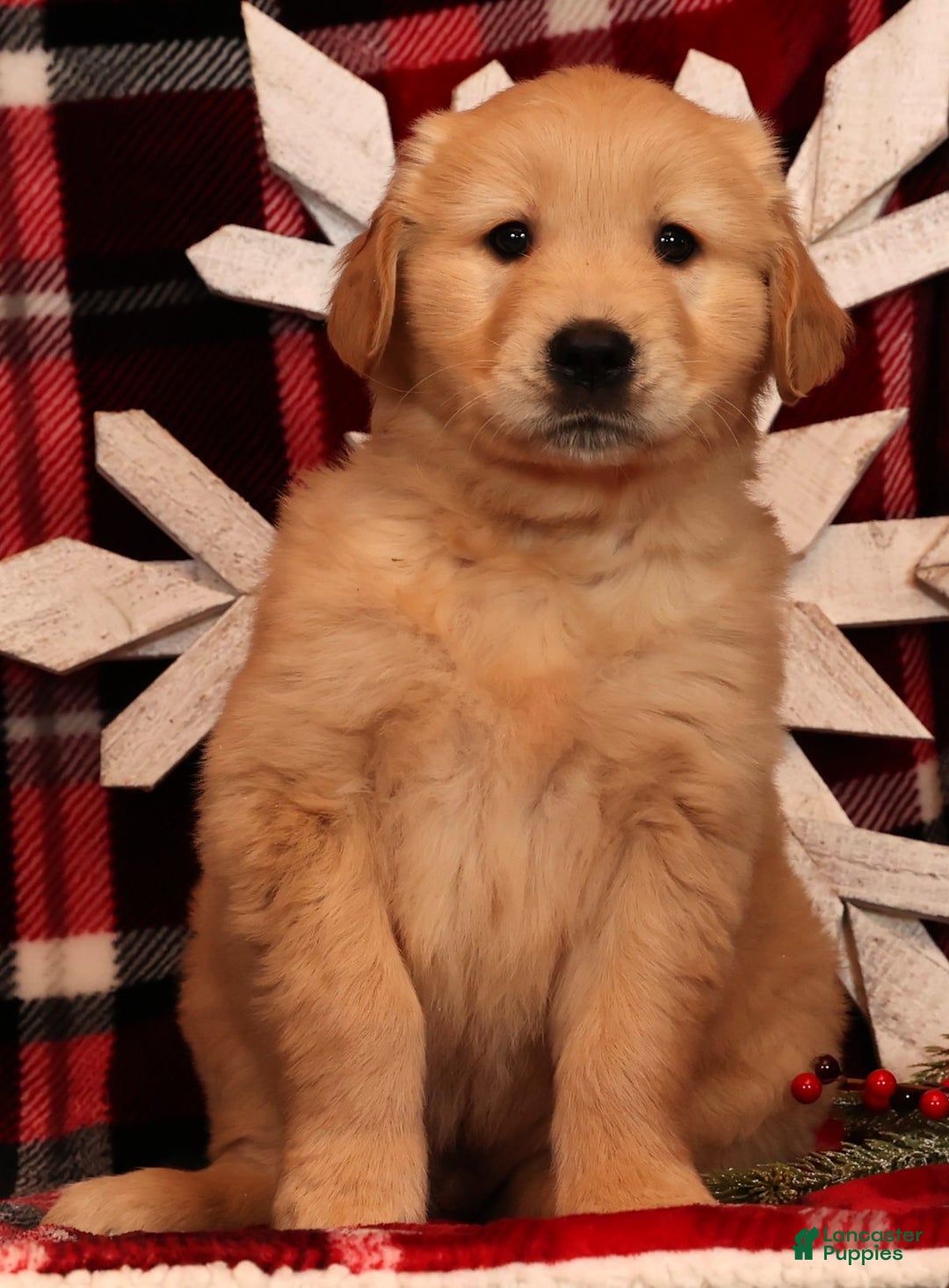 Golden Retriever dogs for sale: Rudolph - Ad 6