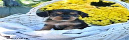 Mixed Breed dogs for sale: Caramel - Ad 1