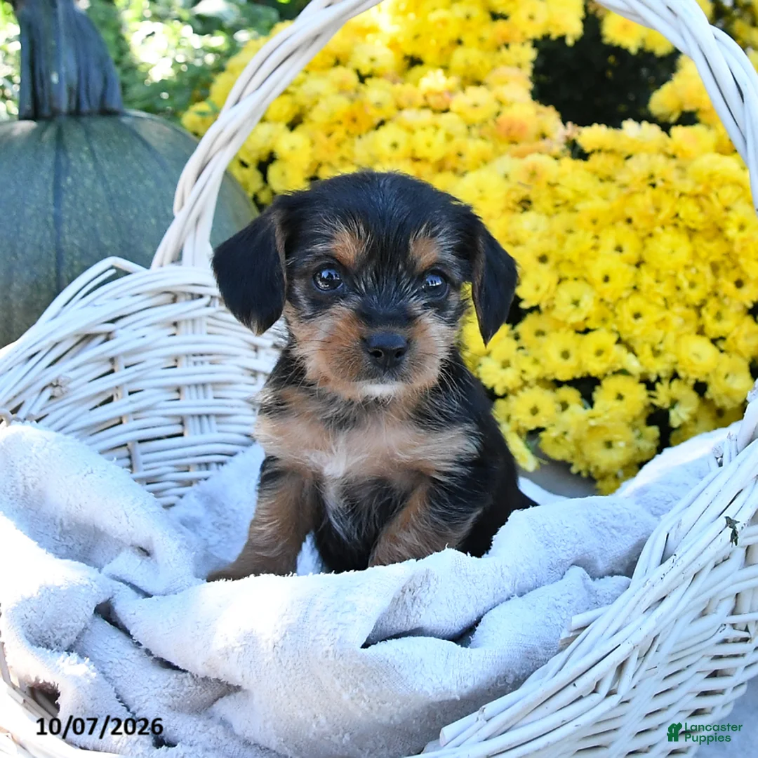 Mixed Breed dogs for sale: Caramel - Ad 1