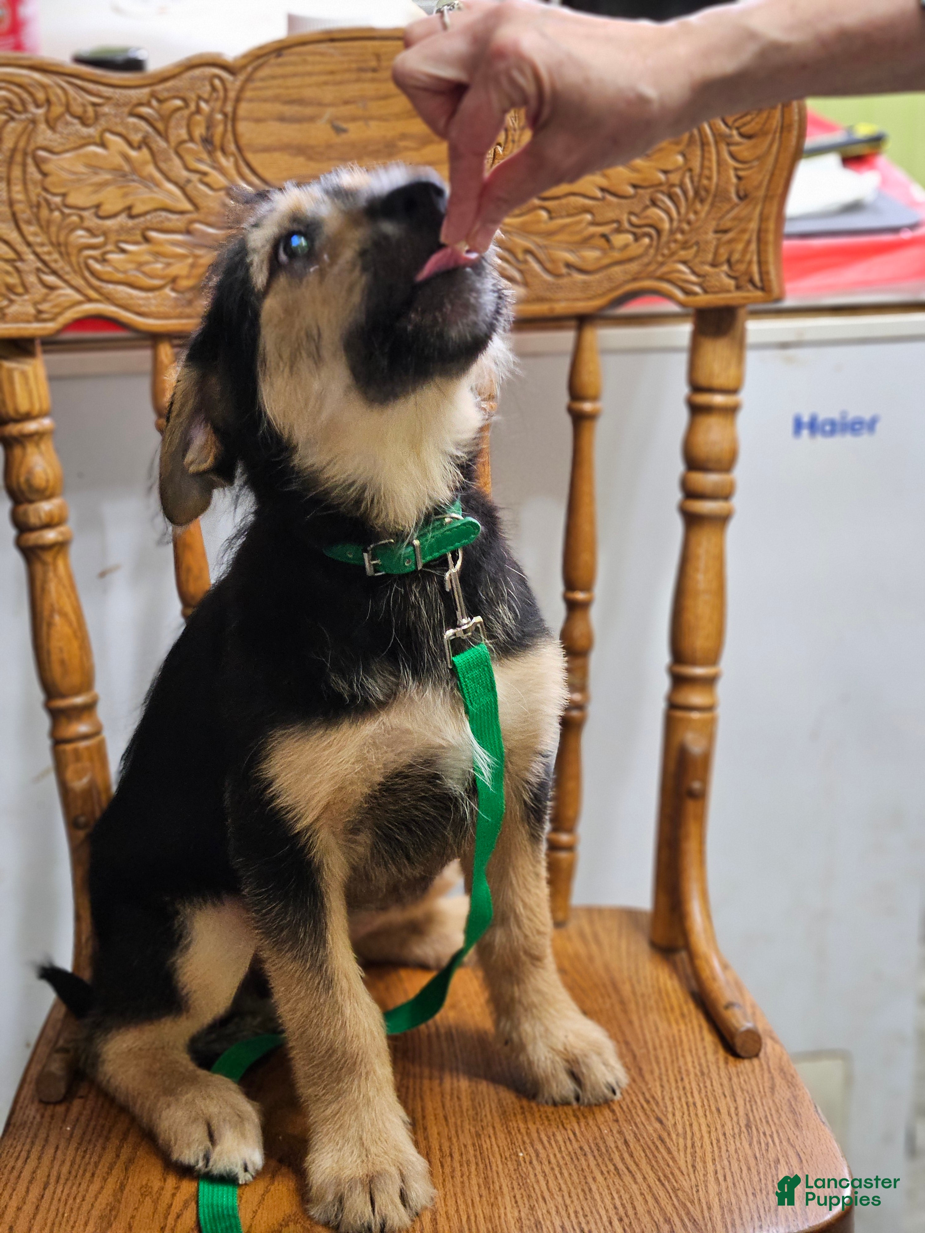Mixed Breed dogs  Puppy 2 Dark Green - Ad 1