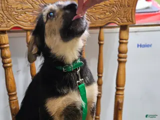 Mixed Breed dogs Puppy 2 Dark Green - Ad 7