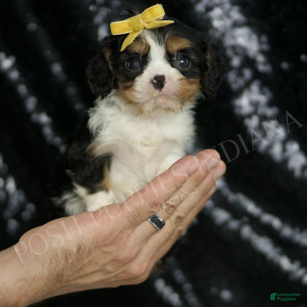 King Charles Pug Dachshund Mix For Sale King Charles Pug King