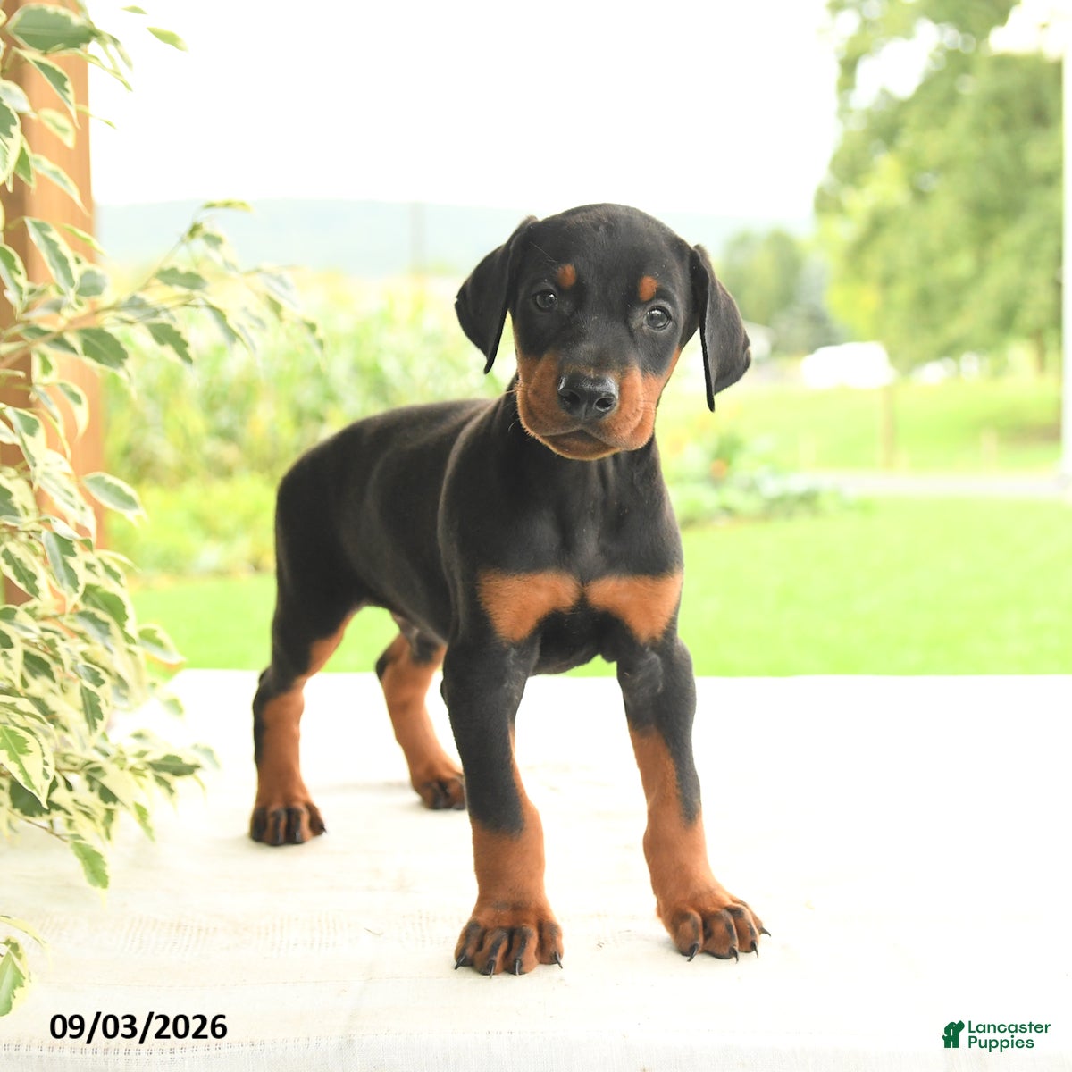 Doberman Pinscher dogs Astro - Ad 1