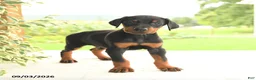 Doberman Pinscher dogs for sale: Astro - Ad 1