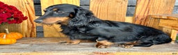 Miniature Dachshund dogs for sale: Oscar - Ad 6