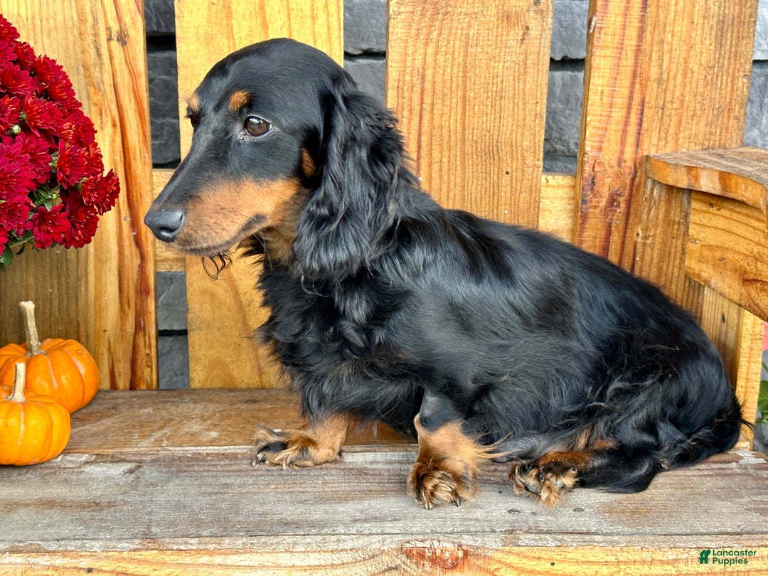 Miniature Dachshund dogs for sale: Oscar - Ad 6