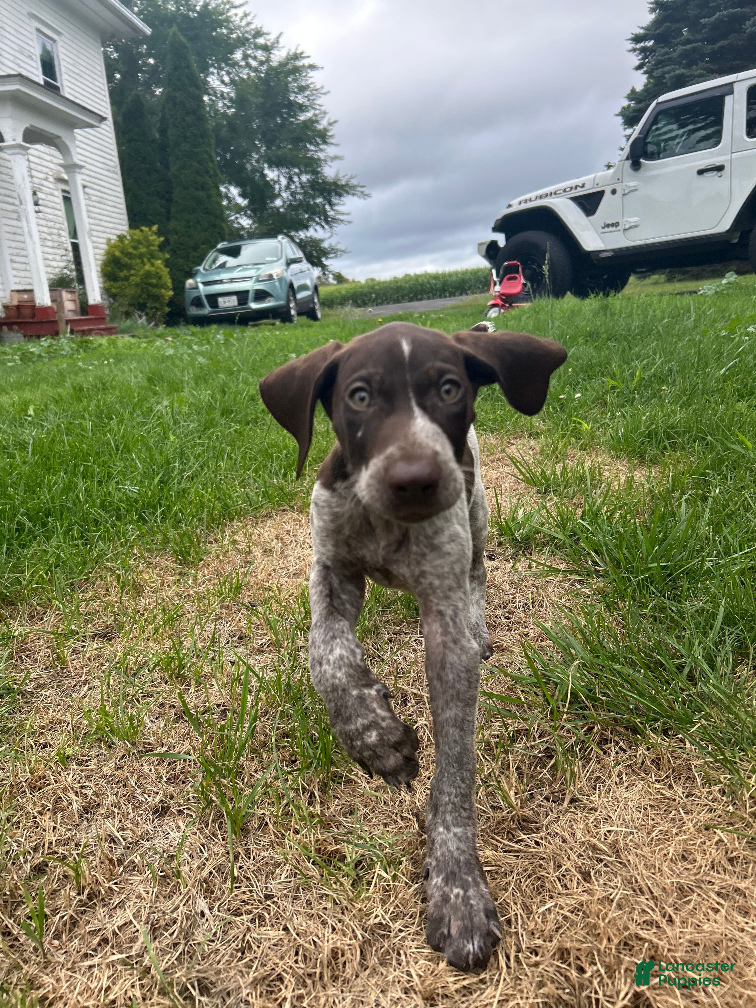 German Shorthaired Pointer dogs Trigg - Ad 5