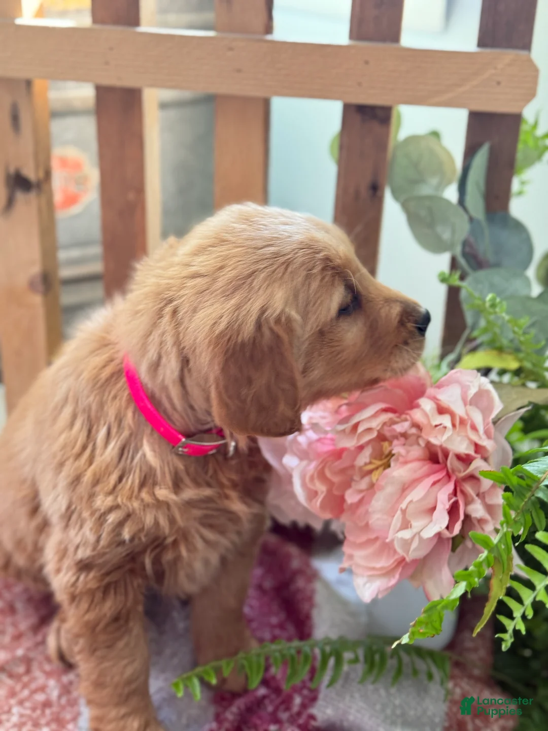 Golden Retriever dogs for sale: Reese - Ad 4