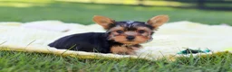 Yorkshire Terrier dogs for sale: Mason - Ad 5