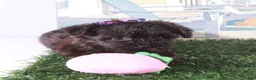 Yorkiepoo dogs for sale: Angel-Precious Little Yorkie Puppy - Ad 4