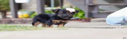 Yorkiepoo dogs for sale: Paisley - Ad 6