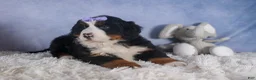 Bernese Mountain Dog dogs for sale: HONEY - Ad 13