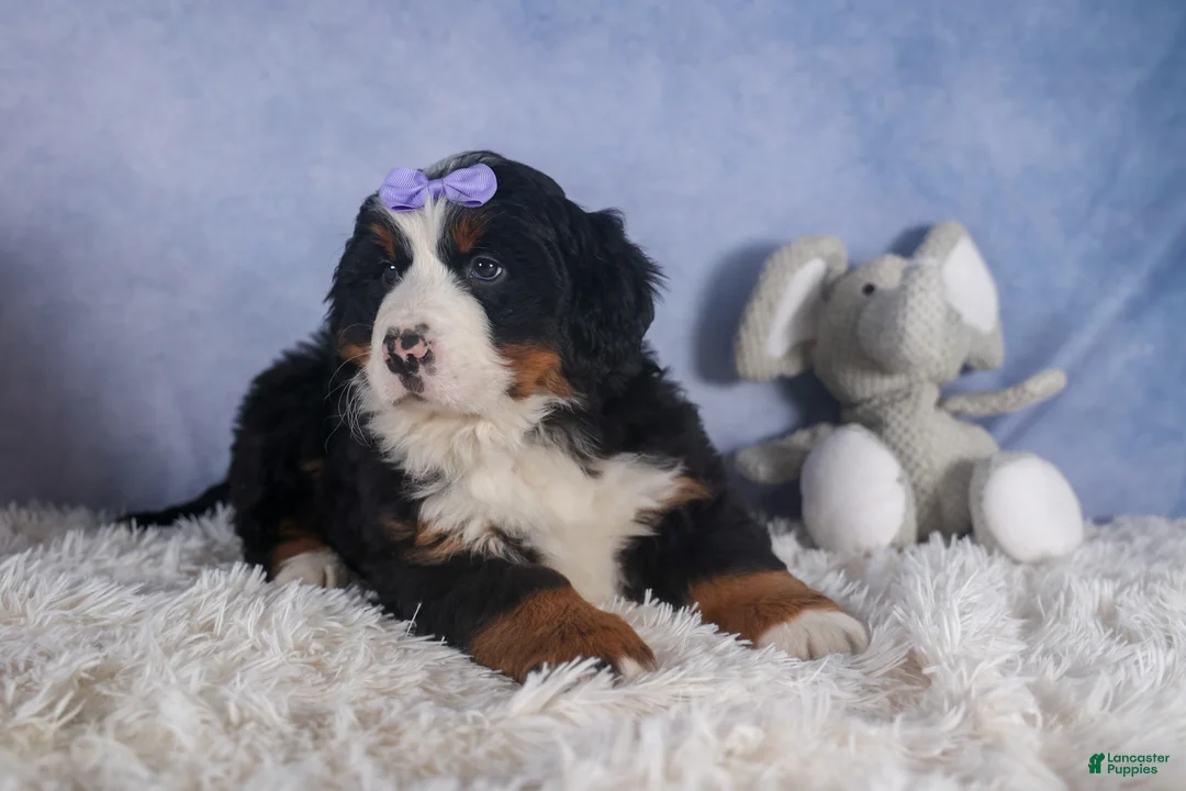 Bernese Mountain Dog dogs for sale: HONEY - Ad 13
