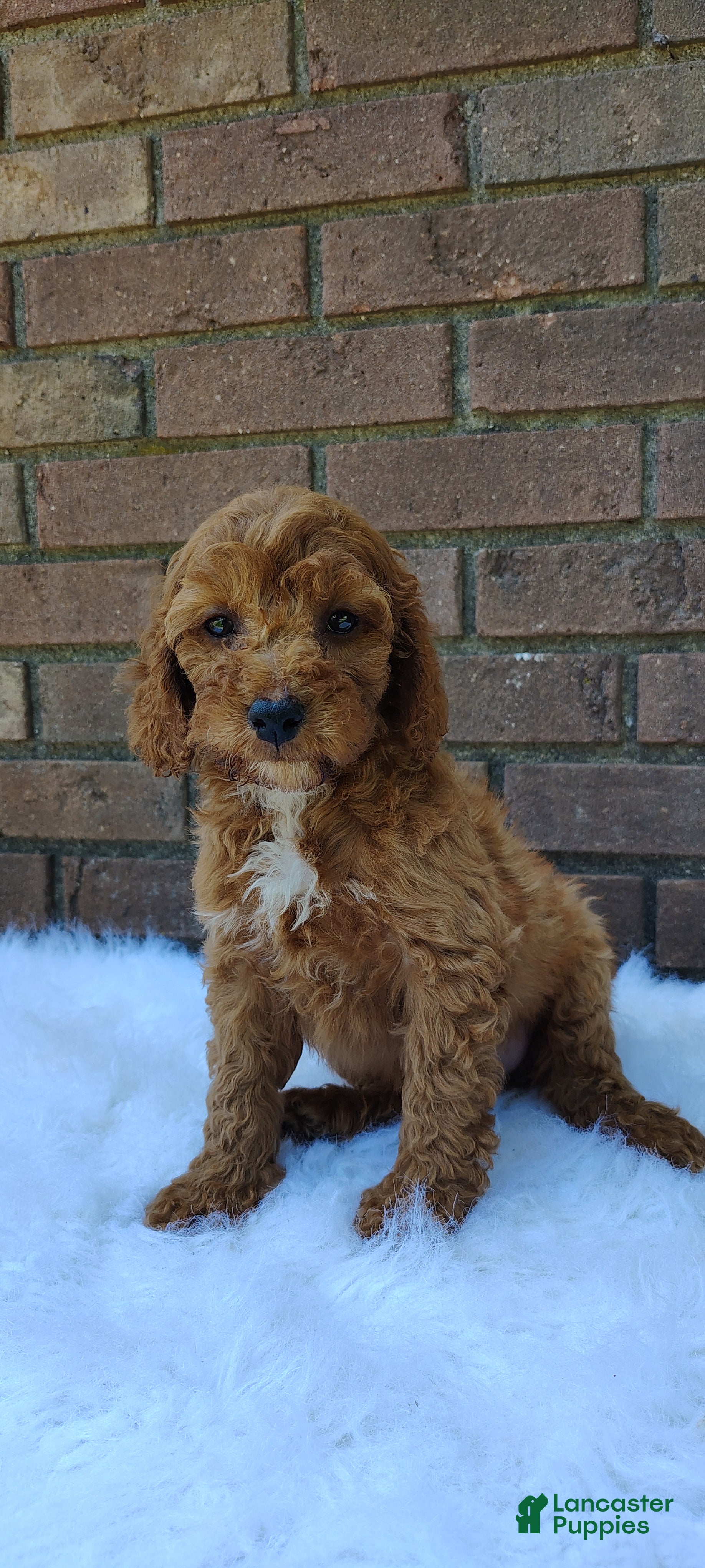 Irish Doodle dogs Gunner - Ad 1