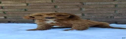 Irish Doodle dogs for sale: Gunner - Ad 1