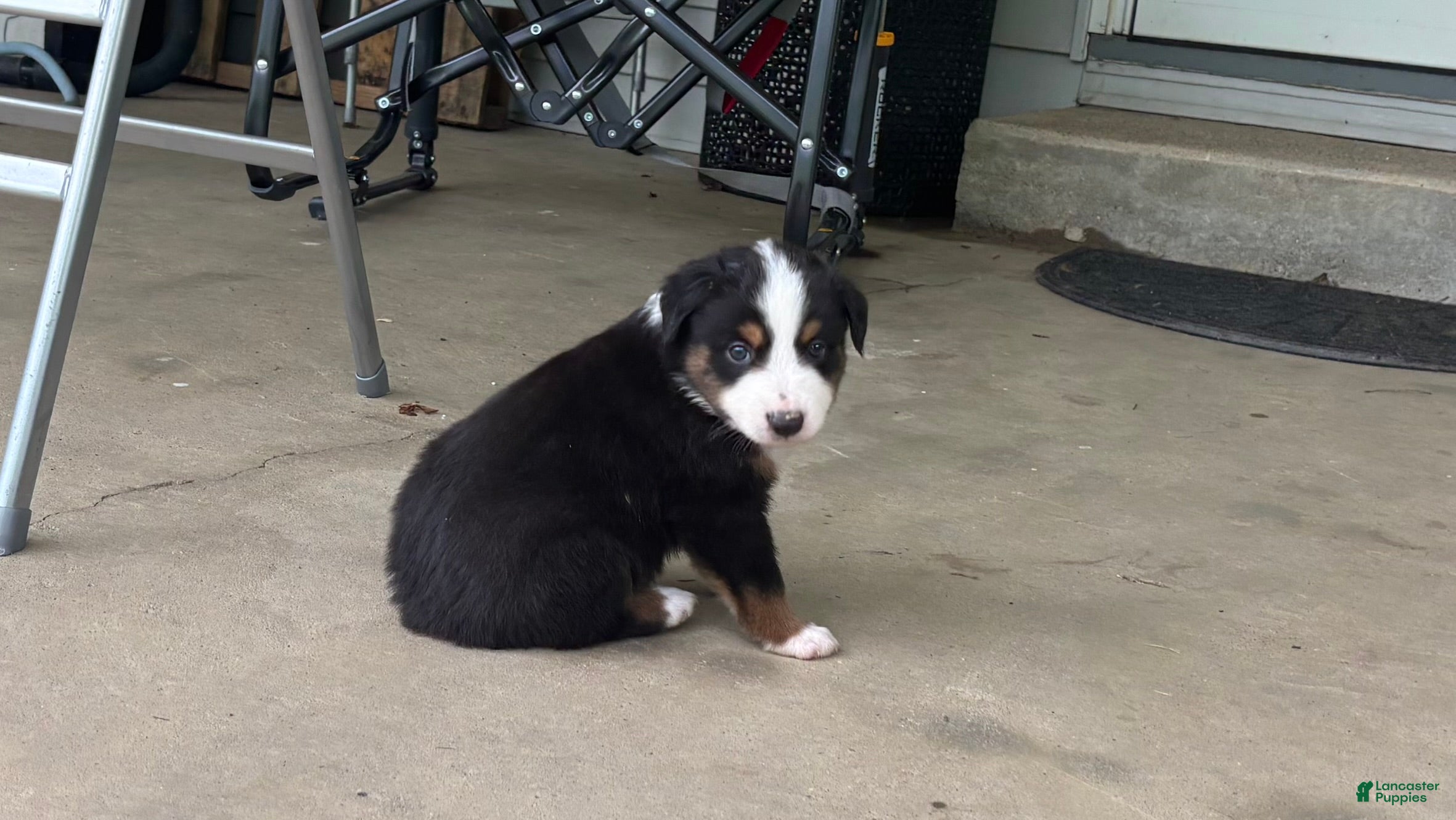 Miniature Australian Shepherd dogs #8 Black Tri Male - Ad 28