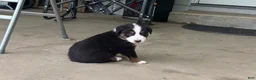Miniature Australian Shepherd dogs for sale: #8 Black Tri Male - Ad 2