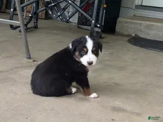 Miniature Australian Shepherd dogs #8 Black Tri Male - Ad 28