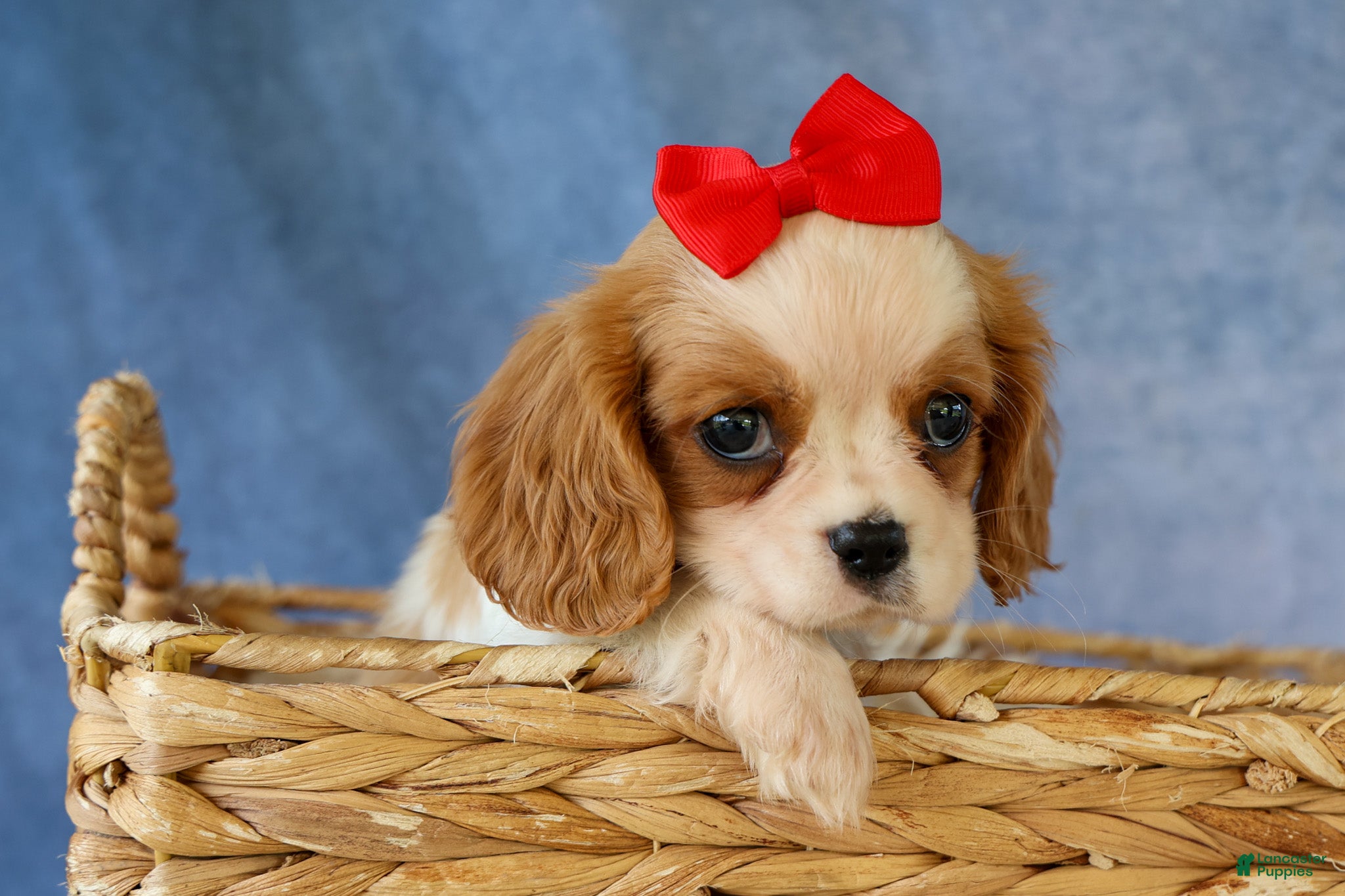 Cavalier King Charles Spaniel dogs  Nugget🐾 - Ad 2