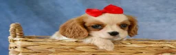 Cavalier King Charles Spaniel dogs for sale:  Nugget🐾 - Ad 10