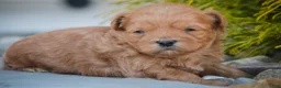 Shihpoo dogs for sale: Tommy Shihpoo  - Ad 2
