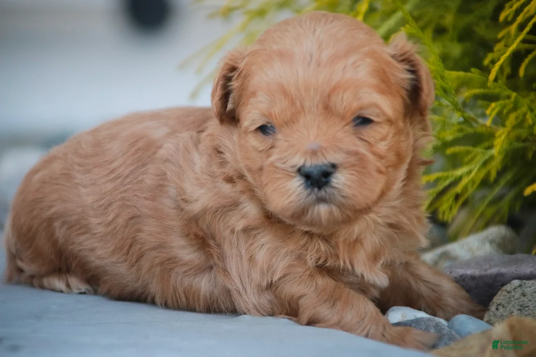 Shihpoo dogs for sale: Tommy Shihpoo  - Ad 2
