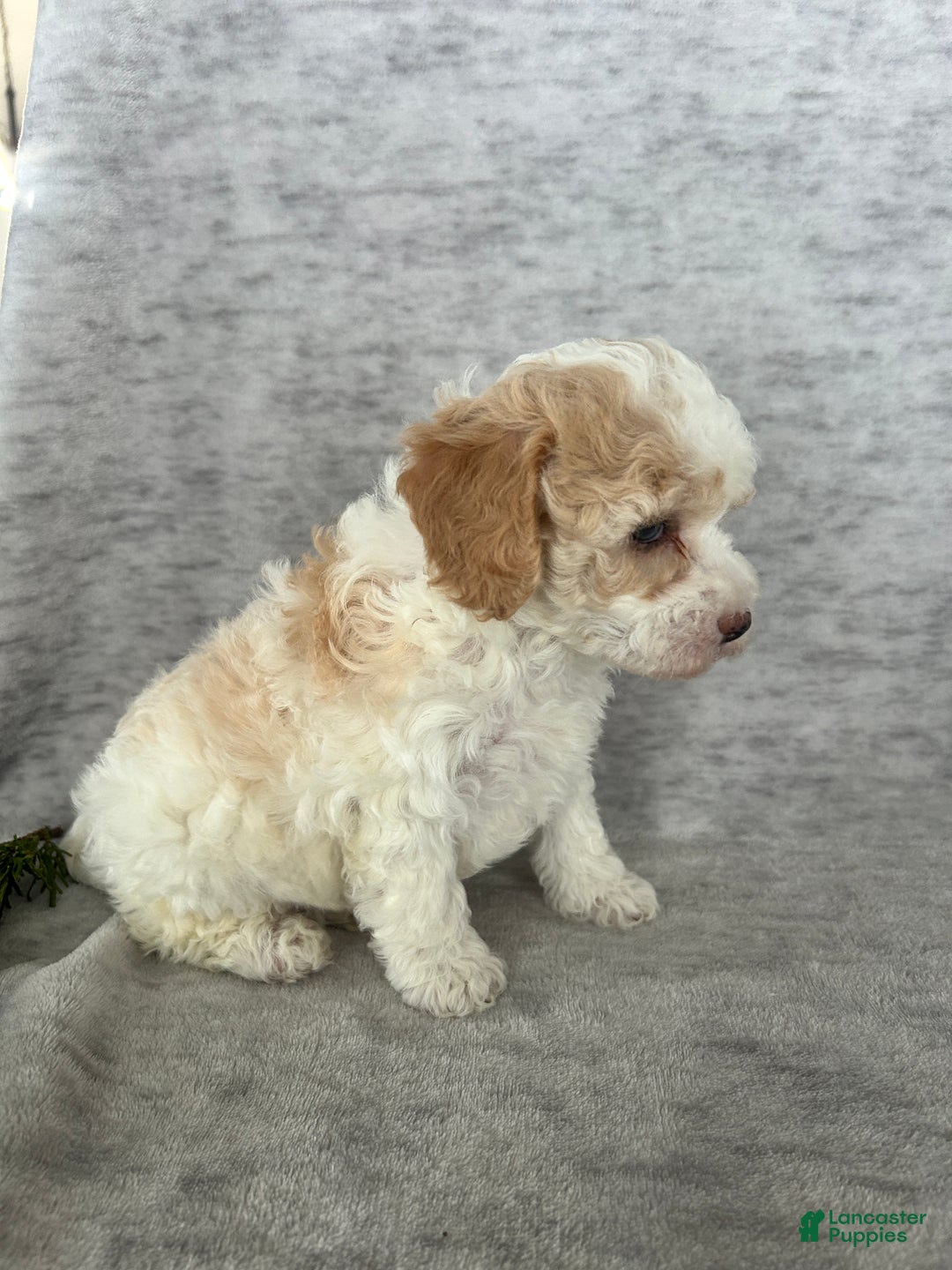 Cavapoo dogs for sale: Missie - Ad 4