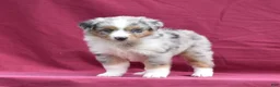 Miniature Australian Shepherd dogs for sale: London - Ad 14