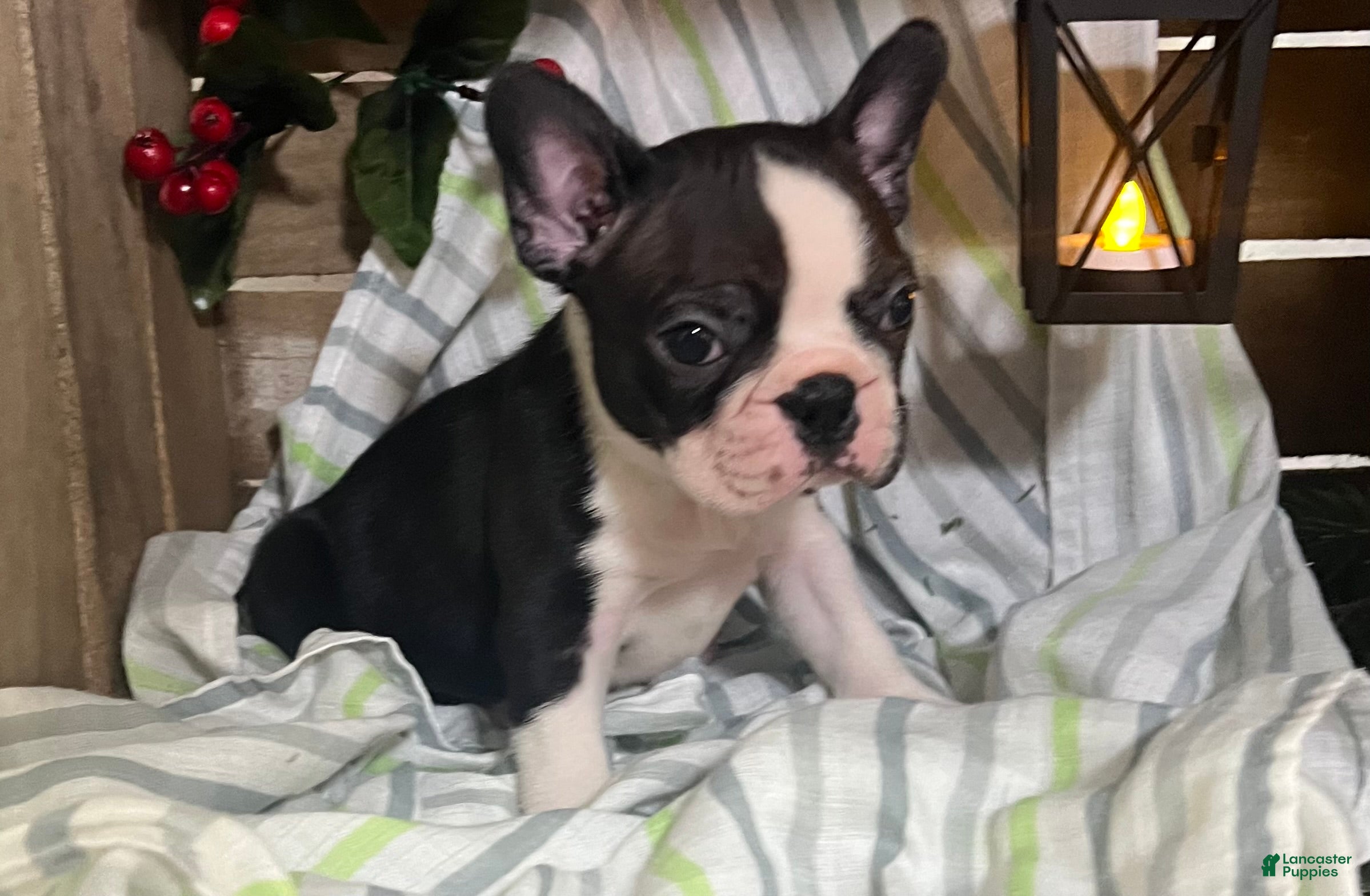 Boston Terrier dogs Ricky - Ad 23