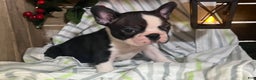 Boston Terrier dogs for sale: Ricky - Ad 1