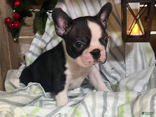 Boston Terrier dogs Ricky - Ad 5
