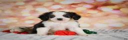 Mini Bernedoodle dogs for sale: Misty - Ad 5