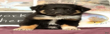 Tipsie