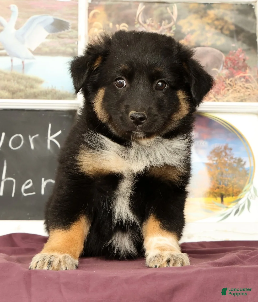 Mixed Breed dogs for sale: Tipsie - Ad 1