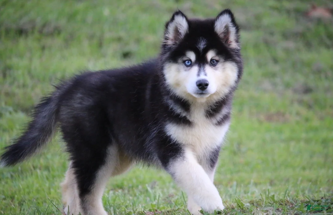 Pomsky dogs for sale: Major - Ad 3