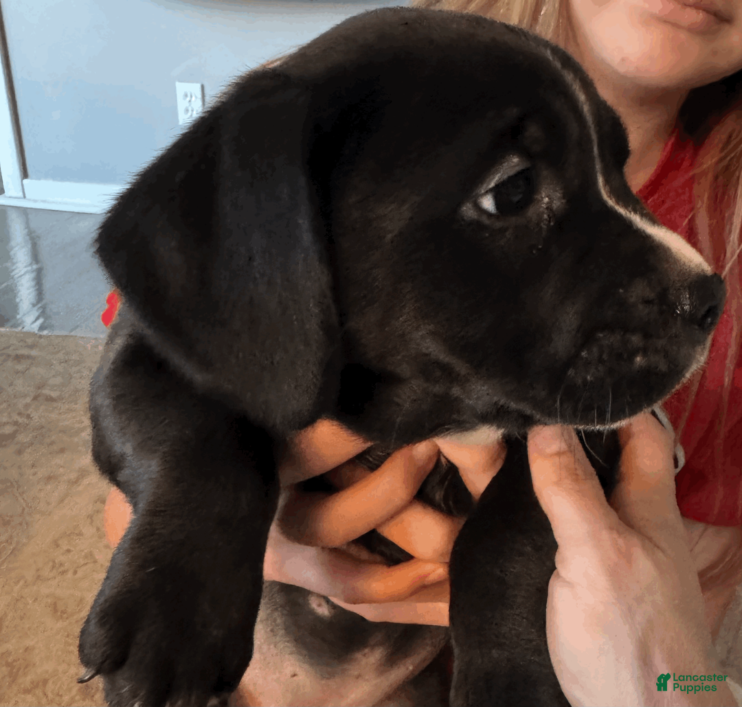 Mixed Breed dogs for sale: Green Collar Female - Ad 2