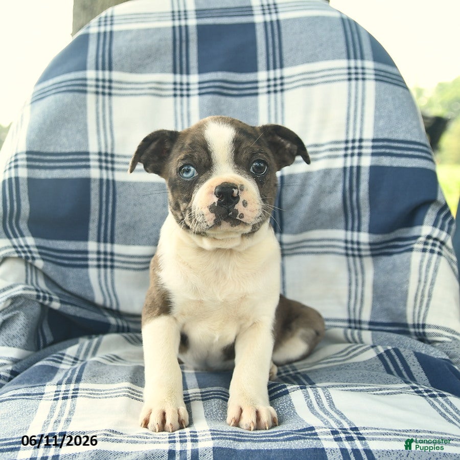 Boston Terrier dogs Fern  - Ad 2