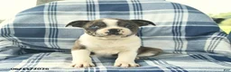 Boston Terrier dogs for sale: Fern  - Ad 2
