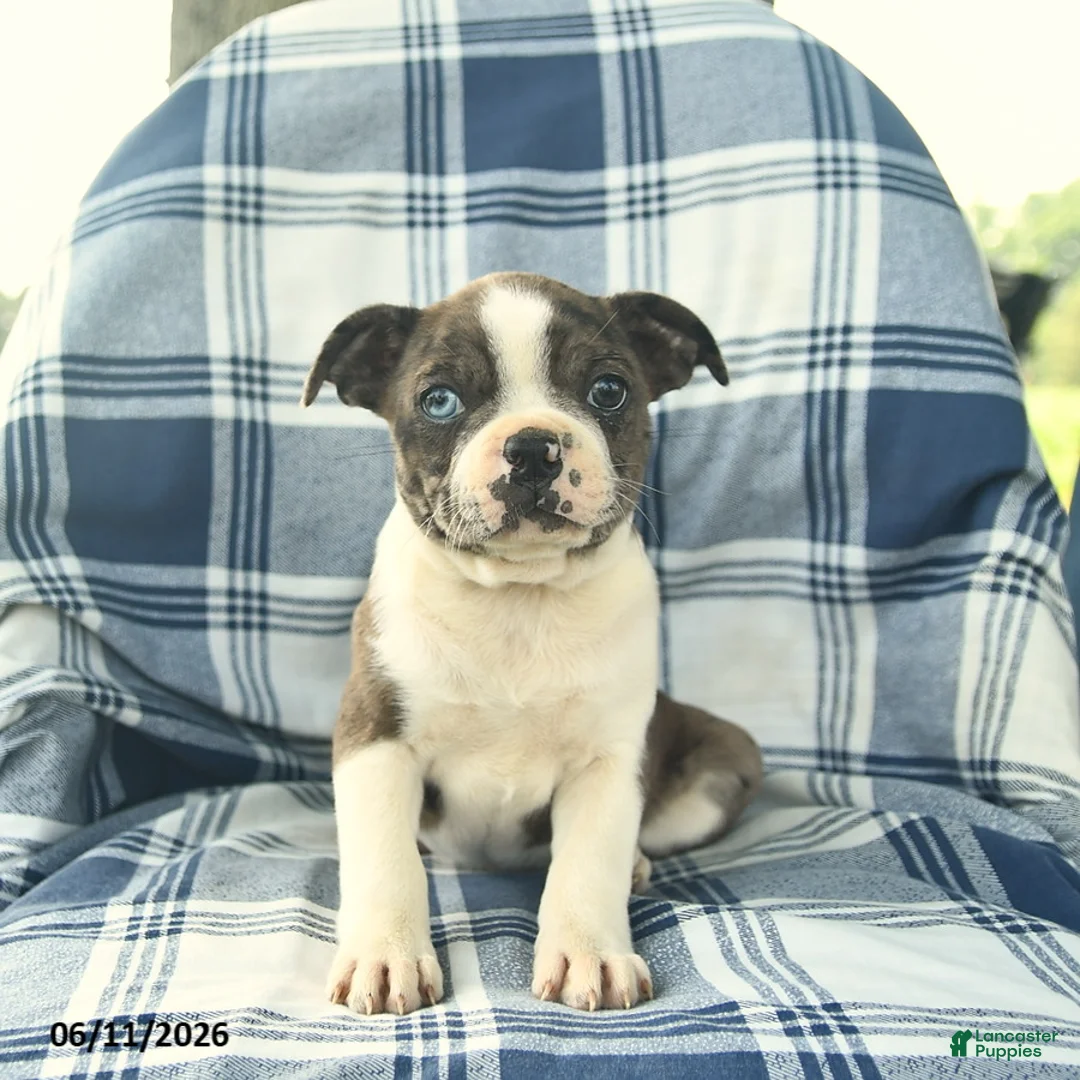 Boston Terrier dogs for sale: Fern  - Ad 2