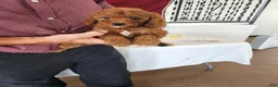 Mini Goldendoodle dogs for sale: Halena - Ad 3