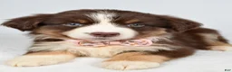 Miniature Australian Shepherd dogs for sale: Fiona - Ad 9