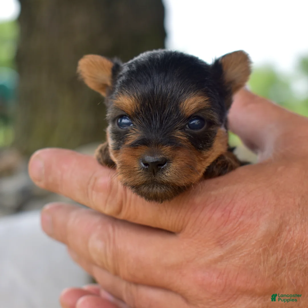Yorkshire Terrier dogs for sale: Yorkshire Terrier 4 - Ad 2