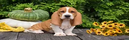 Basset Hound dogs for sale: Leanne - Ad 3
