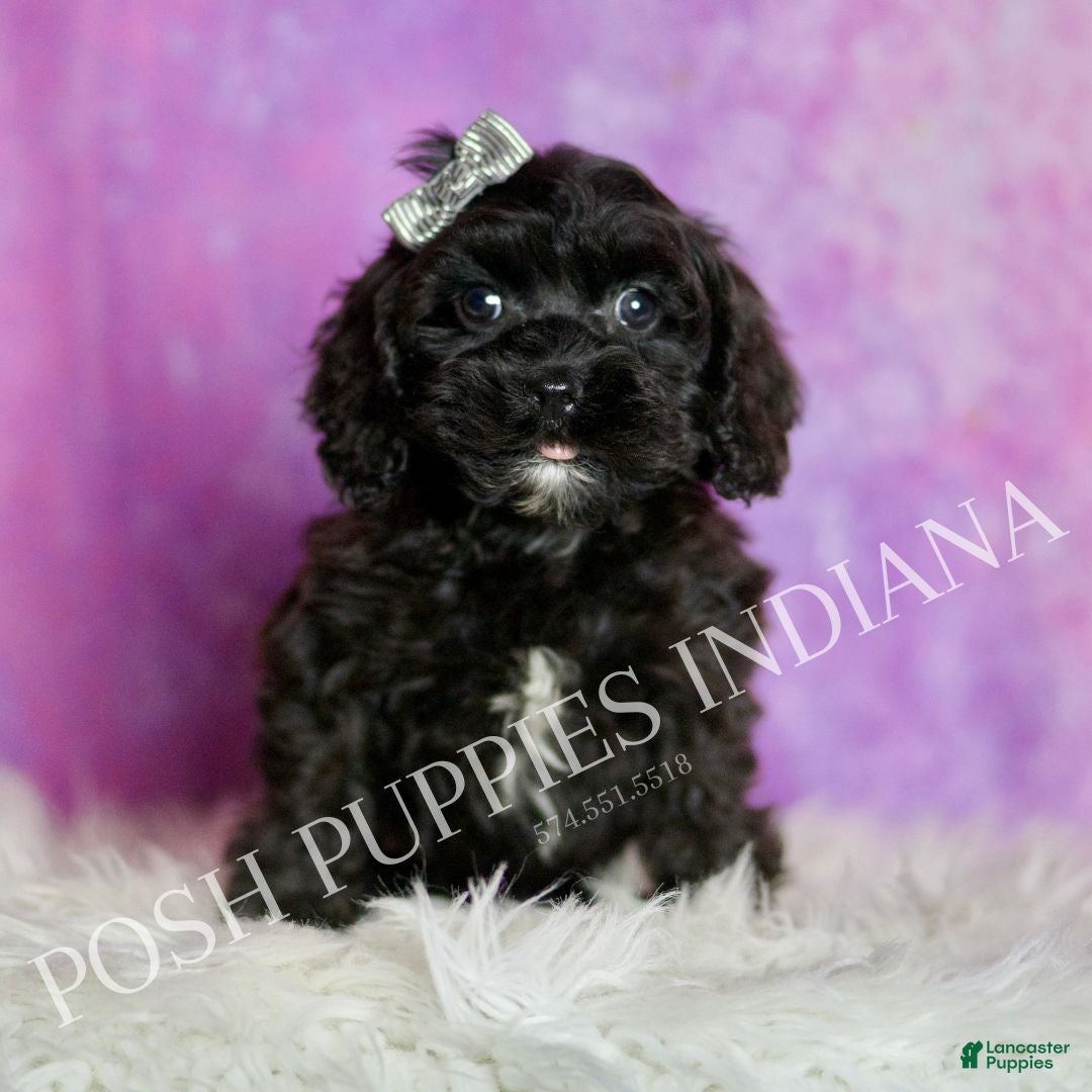 Cavapoo dogs Teddy Adorable Champion Line Cavapoo - Ad 6