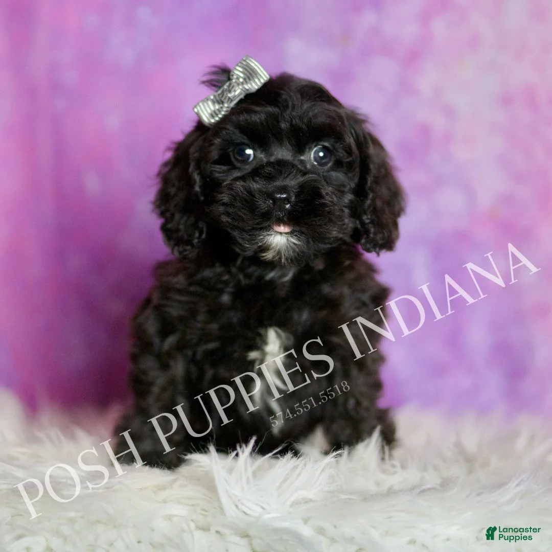 Cavapoo dogs for sale: Teddy Adorable Champion Line Cavapoo - Ad 1