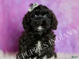 Cavapoo dogs Teddy Adorable Champion Line Cavapoo - Ad 6